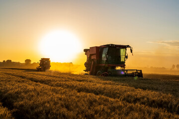 Fototapeta premium The combine is harvesting the wheat in the evening