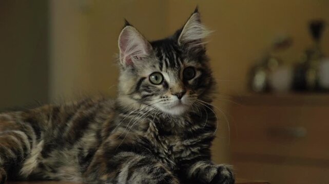 Chaton mignon jouant