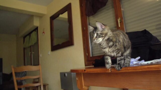 Chaton mignon jouant
