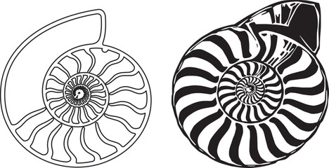 Naklejka premium Detailed ammonite fossil cross-section illustration