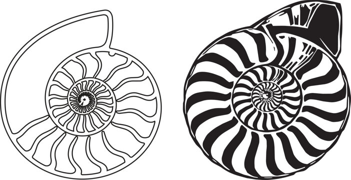 Detailed ammonite fossil cross-section illustration