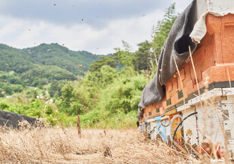 Vibrant flying insects swarm actively around stacked wooden boxes in a peaceful rural apiary. Many busy pollinators gather near small narrow entrances to produce sweet nectar over autumn landscapes. © 진영김