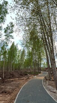 Gravel path winding through birch grove, new construction spring day with stone edging and fresh gravel, stacked logs and exposed