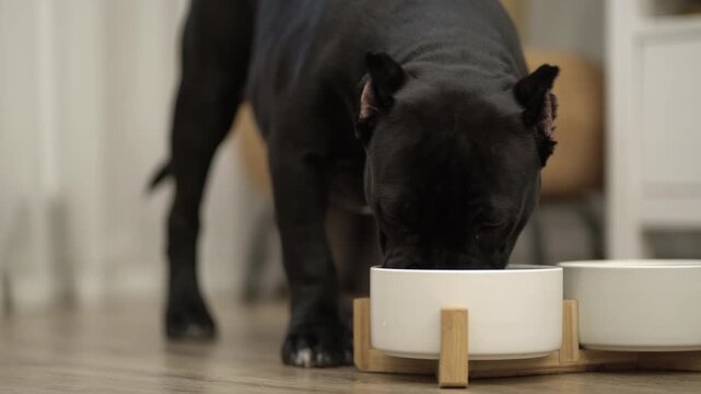 American bully eating granule from bowl at home. hungry dog eating