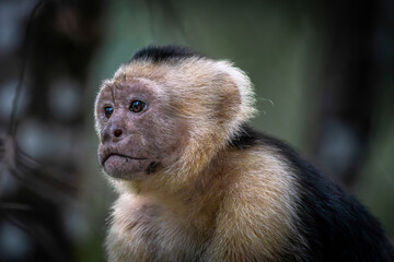 Naklejka premium Close-up portrait of a White-headed Capuchin monkey (Cebus imitator) in Costa Rica