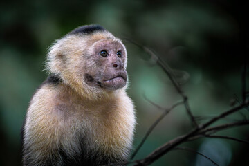 Fototapeta premium Close-up portrait of a White-headed Capuchin monkey (Cebus imitator) in Costa Rica