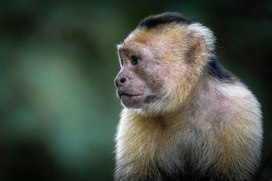 Close-up portrait of a White-headed Capuchin monkey (Cebus imitator) in Costa Rica