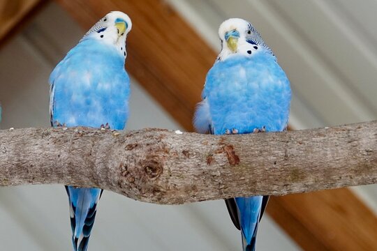 Blue and white parakeets