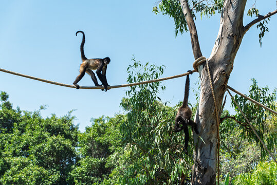cuerda, chango, mono, animal, fauna, mam&iacute;fero, naturaleza, &aacute;rbol, inhospitalario, beb&eacute;, ardilla, zoo, jungla, capuchino, pelaje, sucursal, cuca, cara, bosque, miniatura, tropical, mirada, joven, senta