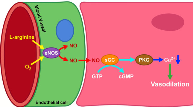 Nitric Oxide Endothelial Vasodilation Pathway Diagram