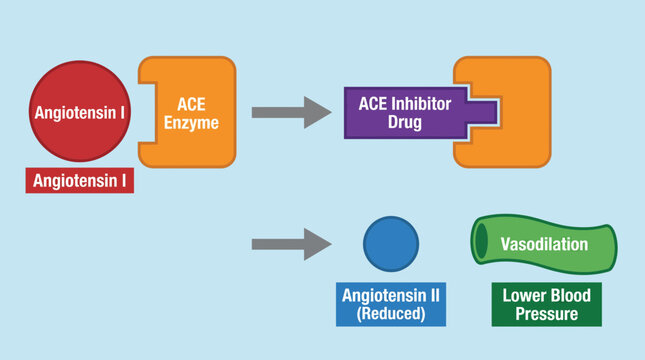 Angiotensin-Converting Enzyme Inhibitor Drug Mechanism Vector