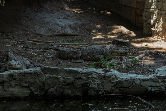 cocodrilo, reptilia, animal, alligator, gekko, naturaleza, fauna, inhospitalario, peligrosa, zoo, depredador, acu&aacute;tico, peligro, diente, carnivoros, boca, piel, r&iacute;o, verde, siam