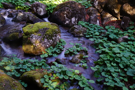 小川（brook）