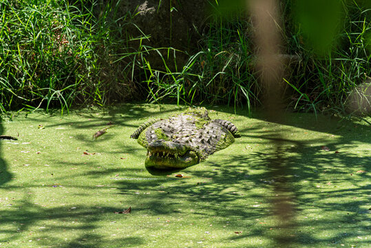 cocodrilo, reptilia, animal, alligator, gekko, naturaleza, fauna, inhospitalario, peligrosa, zoo, depredador, acu&aacute;tico, peligro, diente, carnivoros, boca, piel, r&iacute;o, verde, siam