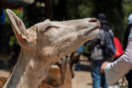 ciervo, animal, fauna, mam&iacute;fero, naturaleza, inhospitalario, antilopes, c&eacute;sped, caf&eacute;, cierva, aparcar, joven, administrar, verde, d&oacute;lar, pelaje, zoo, espigas, campa, caceria, bosque, retrato, cuca, ae