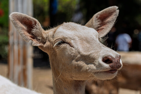 ciervo, animal, fauna, mam&iacute;fero, naturaleza, inhospitalario, antilopes, c&eacute;sped, caf&eacute;, cierva, aparcar, joven, administrar, verde, d&oacute;lar, pelaje, zoo, espigas, campa, caceria, bosque, retrato, cuca, ae