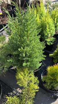 Potted thuja bushes displayed at market, sunlit trays of small conifer shrubs in plastic pots, vendor arranging rows, vibrant