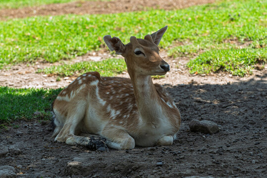 ciervo, animal, fauna, mam&iacute;fero, naturaleza, inhospitalario, antilopes, c&eacute;sped, caf&eacute;, cierva, aparcar, joven, administrar, verde, d&oacute;lar, pelaje, zoo, espigas, campa, caceria, bosque, retrato, cuca, ae