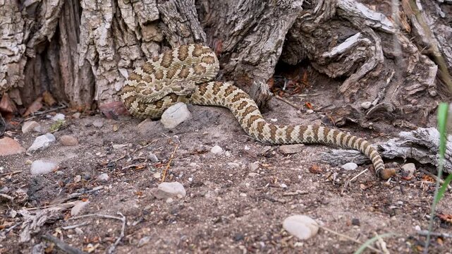 Great Basin Rattlesnake slowly moving to the base of a tree in Hobble Creek Canyon, Utah.