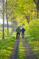 Fototapeta premium couple on bicycle on dirt road between spring trees in the netherlands