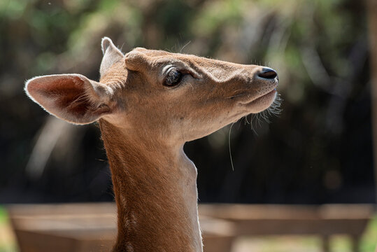 ciervo, animal, fauna, mam&iacute;fero, naturaleza, inhospitalario, antilopes, c&eacute;sped, caf&eacute;, cierva, aparcar, joven, administrar, verde, d&oacute;lar, pelaje, zoo, espigas, campa, caceria, bosque, retrato, cuca, ae