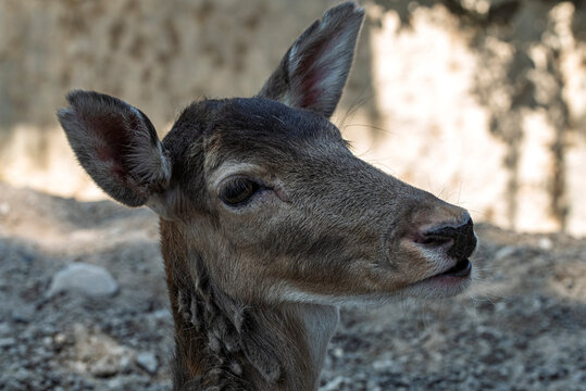 ciervo, animal, fauna, mam&iacute;fero, naturaleza, inhospitalario, antilopes, c&eacute;sped, caf&eacute;, cierva, aparcar, joven, administrar, verde, d&oacute;lar, pelaje, zoo, espigas, campa, caceria, bosque, retrato, cuca, ae