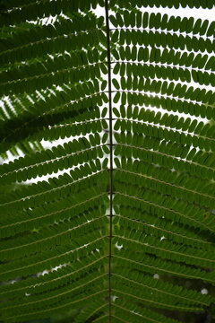 Intricate pattern of green fern fronds backlit by soft sunlight