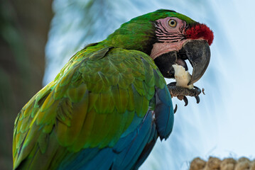 Fototapeta premium cotorra, ave, guacamaya, rojo, pico, tropical, variopinto, animal, ara, naturaleza, emplumar, verde, zoo, fauna, inhospitalario, azul, ocular, mascota, exoticas, brillante, color, jungla, alas, amazon