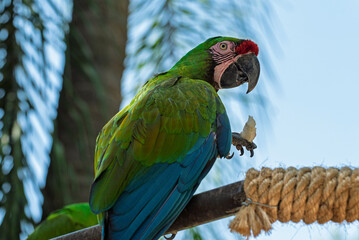 cotorra, ave, guacamaya, rojo, pico, tropical, variopinto, animal, ara, naturaleza, emplumar, verde, zoo, fauna, inhospitalario, azul, ocular, mascota, exoticas, brillante, color, jungla, alas, amazon © fergomez
