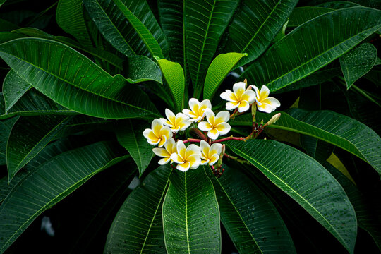 Frangipani flowers on the plumeria tree, Thailand.