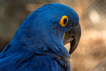 cotorra, ave, guacamaya, azul, animal, amarilla, pico, tropical, ara, naturaleza, emplumar, variopinto, mascota, zoo, exoticas, fauna, verde, jacinto, alas, ocular, color, hermoso, inhospitalario, dor © fergomez