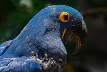 cotorra, ave, guacamaya, azul, animal, amarilla, pico, tropical, ara, naturaleza, emplumar, variopinto, mascota, zoo, exoticas, fauna, verde, jacinto, alas, ocular, color, hermoso, inhospitalario, dor © fergomez