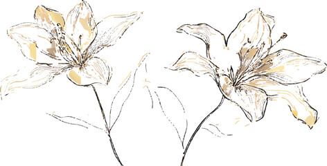 A simple line drawing of an acorn and oak leaf, on a white background, with golden lines.  floral background with vector flower patterns and artistic swirls creating a light fractal texture © BLACK MAN
