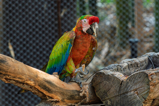 cotorra, ave, guacamaya, rojo, pico, tropical, variopinto, animal, ara, naturaleza, emplumar, verde, zoo, fauna, inhospitalario, azul, ocular, mascota, exoticas, brillante, color, jungla, alas, amazon