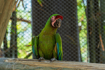 cotorra, ave, guacamaya, rojo, pico, tropical, variopinto, animal, ara, naturaleza, emplumar, verde, zoo, fauna, inhospitalario, azul, ocular, mascota, exoticas, brillante, color, jungla, alas, amazon © fergomez