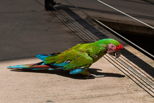 cotorra, ave, guacamaya, rojo, pico, tropical, variopinto, animal, ara, naturaleza, emplumar, verde, zoo, fauna, inhospitalario, azul, ocular, mascota, exoticas, brillante, color, jungla, alas, amazon