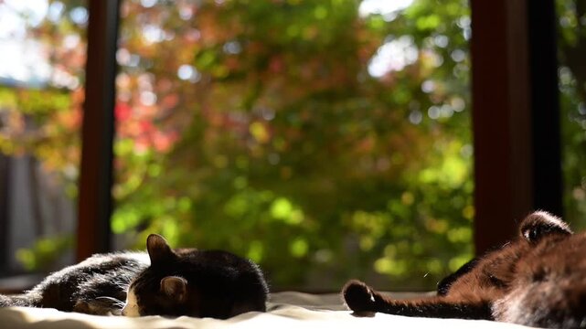 キジ猫」の写真素材 | 13,115件の無料イラスト画像 | Adobe Stock