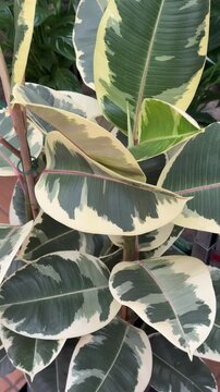 Variegated ficus rubber plant for sale closeup in daylight on tiled floor potted in black tray with creamy leaf margins and glossy