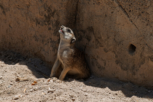 suricata suricatta, animal, mam&iacute;fero, zoo, fauna, inhospitalario, naturaleza, miniatura, pelaje, de pie, atalaya, celador, suricata, observaci&oacute;n, aspecto, familia, caf&eacute;, mangosta, beb&eacute;