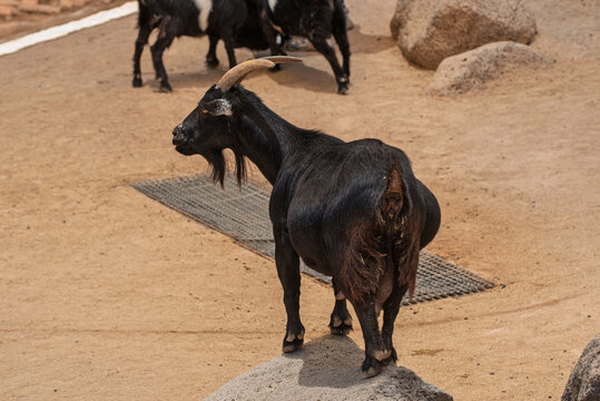 cabra negra, cabrita, cabra, animal, negro, mam&iacute;fero, naturaleza, mascota, aislada, campa, correr, c&eacute;sped, roca, risco, cuernos, diablo, llano, monta&ntilde;a