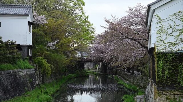 桜咲く春の八幡堀 （滋賀県近江八幡市, 2026年4月）