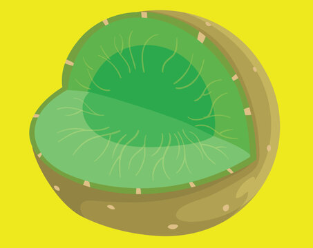 Peroxisome cell organelle anatomy structure cross section biology education science vector illustration.
