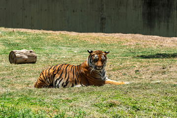 tigre, animal, felinos, fauna, felíno, inhospitalario, zoo, naturaleza, depredador, bengala, mamífero, raya, carnivoros, pelaje, abultado, jungla, cazador, rayado, siberiano, safari, felis silvestris, © fergomez