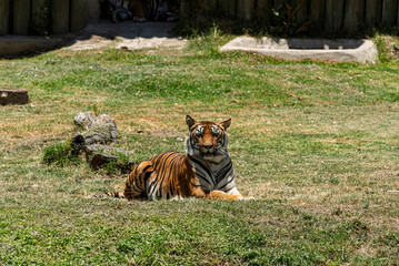 tigre, animal, felinos, fauna, felíno, inhospitalario, zoo, naturaleza, depredador, bengala, mamífero, raya, carnivoros, pelaje, abultado, jungla, cazador, rayado, siberiano, safari, felis silvestris, © fergomez