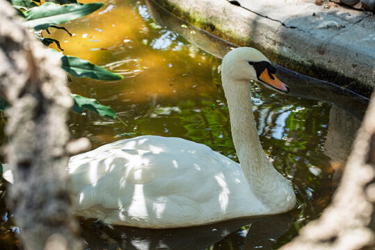 cisne, ave, acu&aacute;tico, lago, blanco, naturaleza, animal, fauna, hermoso, nataci&oacute;n, charcas, r&iacute;o, emplumar, inhospitalario, elegante, pico, beldad, nadar, pac&iacute;fico, cuello