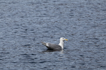 Fototapeta premium A side profile view of an adult glaucous-winged gull (Larus glaucescens) floating calmly on dark, textured sea water. 