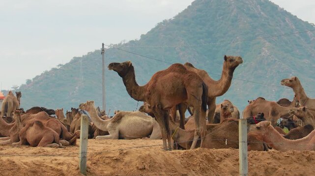Herd of camels resting and standing in sandy enclosure with mountains in distance, wide shot.