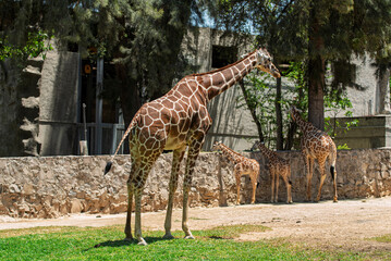 giraffa, animal, fauna, safari, mamífero, inhospitalario, naturaleza, alto, cuello, zoo, kenia, anhelar, sabanas, espacio publicitario, césped, bebé, aparcar, selva, herbívoro © fergomez