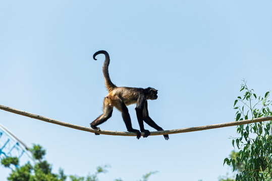 chango, mono, animal, fauna, mam&iacute;fero, naturaleza, &aacute;rbol, inhospitalario, beb&eacute;, ardilla, zoo, jungla, capuchino, pelaje, sucursal, cuca, cara, bosque, miniatura, tropical, mirada, joven, sentada, retr