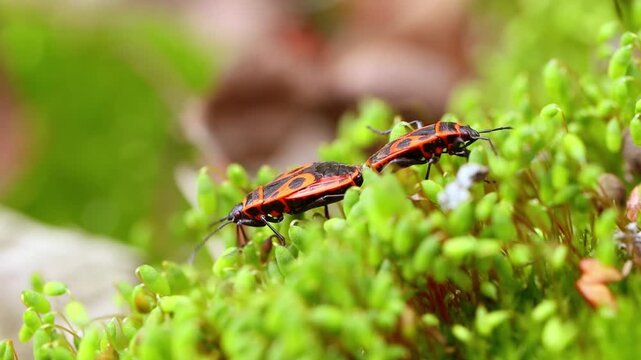 Two firebugs mating on green mossy surface in close up cinematic macro footage.
